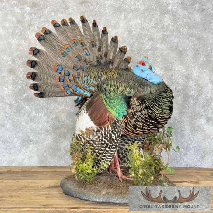 Ocellated Turkey Taxidermy Bird Mount For Sale