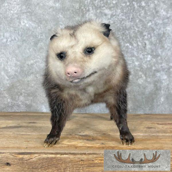 Opossum Life-Size Taxidermy Mount For Sale