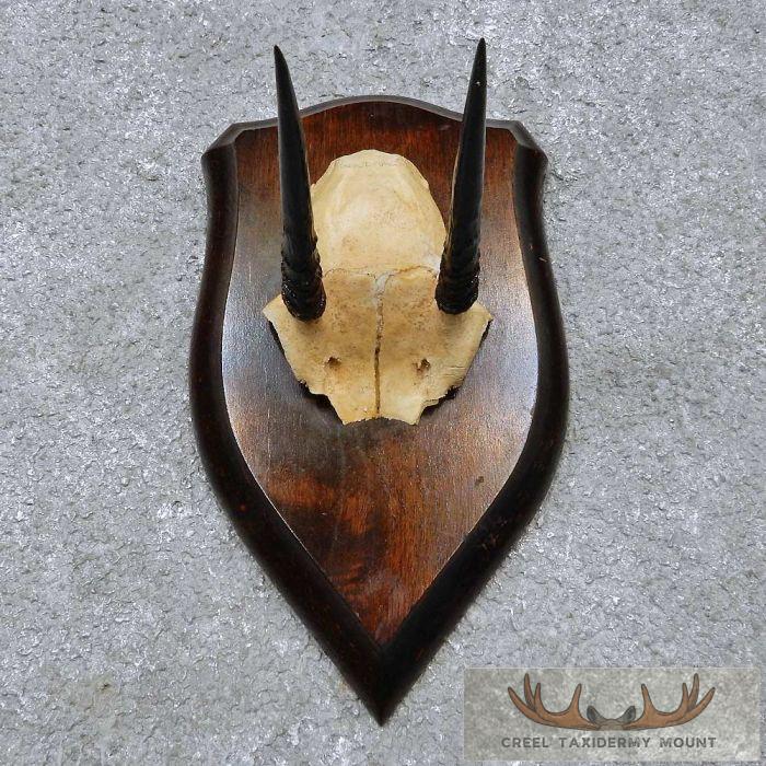 Oribi Horn Plaque Taxidermy Mount For Sale