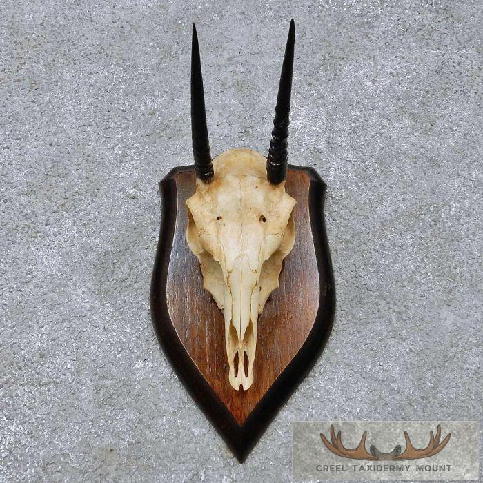 Oribi Skull & Horn European Taxidermy Mount For Sale