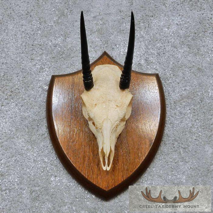 Oribi Skull & Horn European Taxidermy Mount For Sale