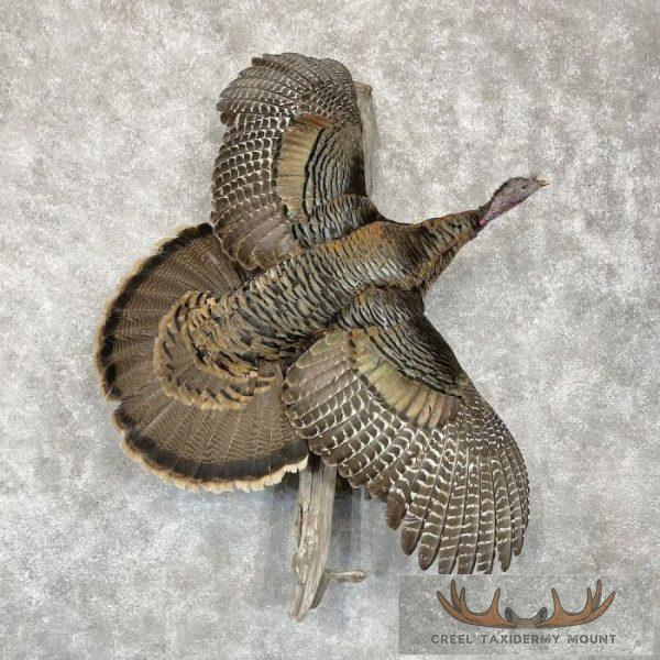 Osceola Turkey Hen Taxidermy Bird Mount For Sale