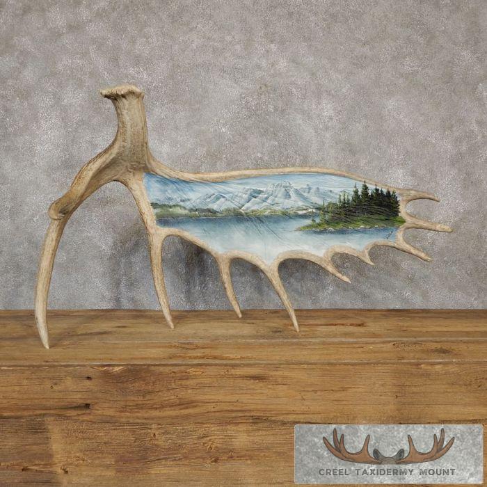Painted Moose Antler Taxidermy Mount For Sale