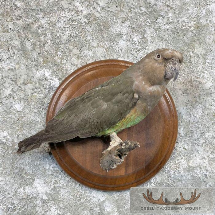 Parakeet Taxidermy Bird Mount For Sale