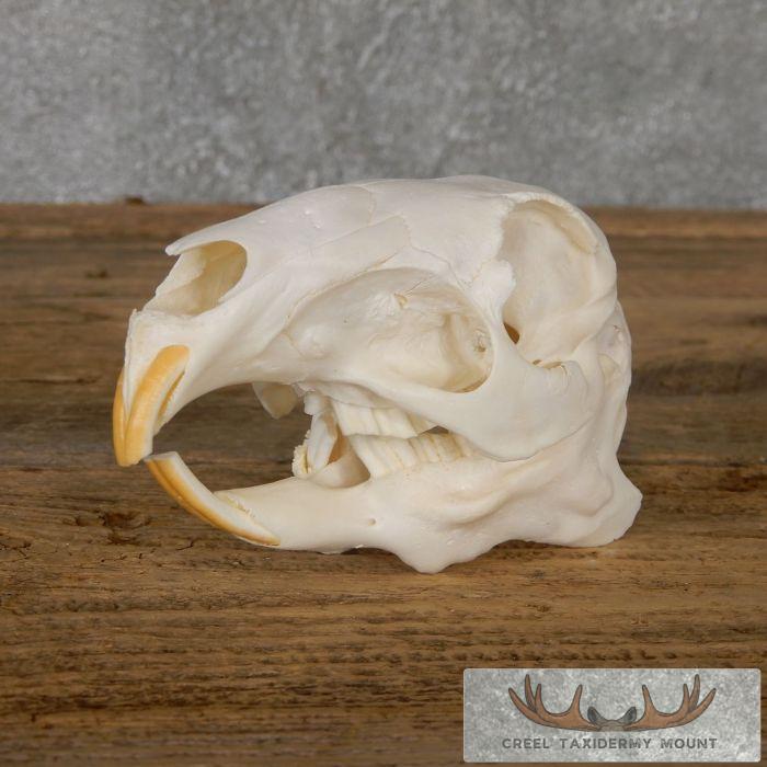 Patagonian Cavy Skull Taxidermy For Sale