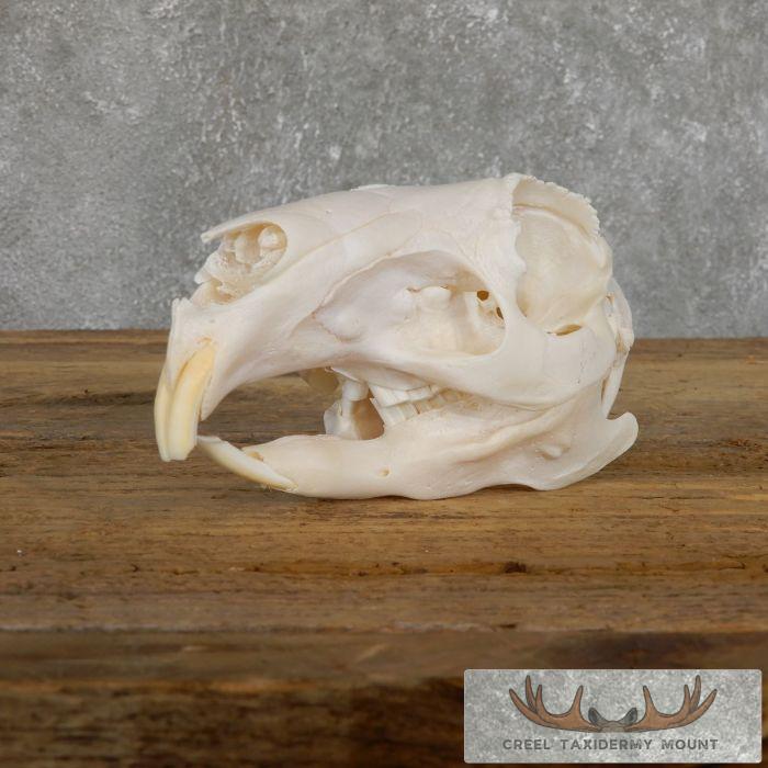 Patagonian Cavy Skull Taxidermy For Sale