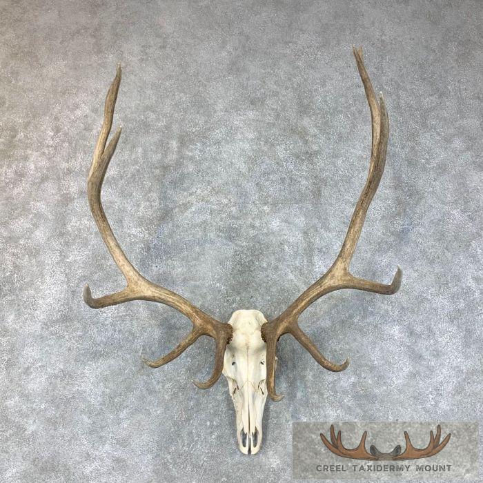 Pathology Rocky Mountain Elk Skull Taxidermy Mount For Sale