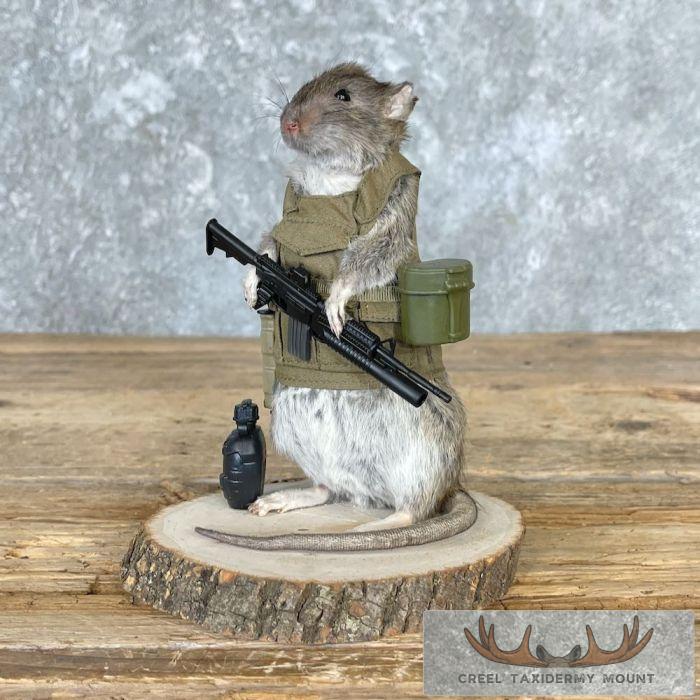 Patriot Rat Novelty Taxidermy Mount For Sale