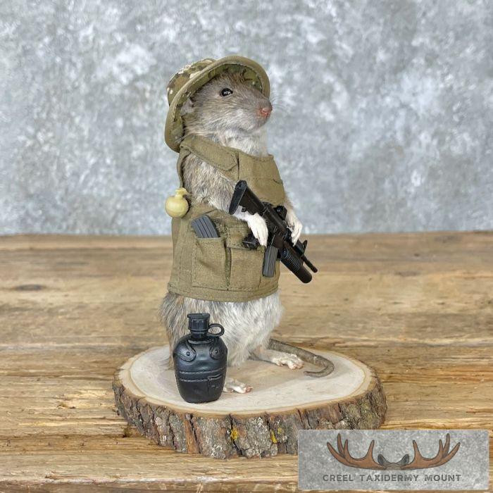 Patriot Rat Novelty Taxidermy Mount For Sale