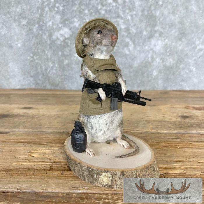 Patriot Rat Novelty Taxidermy Mount For Sale