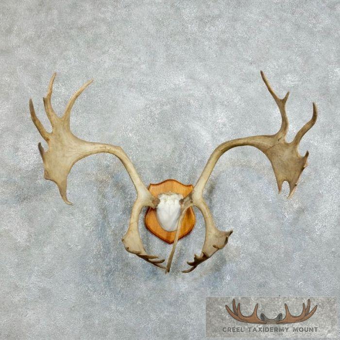 Peary Caribou Taxidermy Plaque Mount For Sale