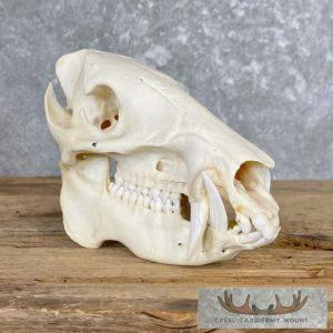 Peccary Full Skull Taxidermy Mount Taxidermy