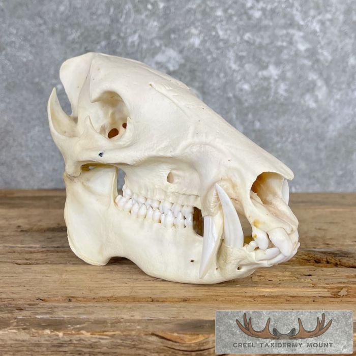 Peccary Full Skull Taxidermy Mount For Sale