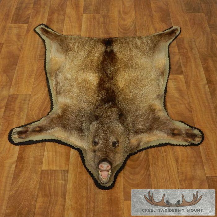 Peccary Taxidermy Full Rug For Sale