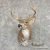 Piebald Whitetail Deer Shoulder Taxidermy Mount For Sale