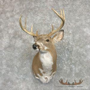 Piebald Whitetail Deer Shoulder Taxidermy Mount Taxidermy