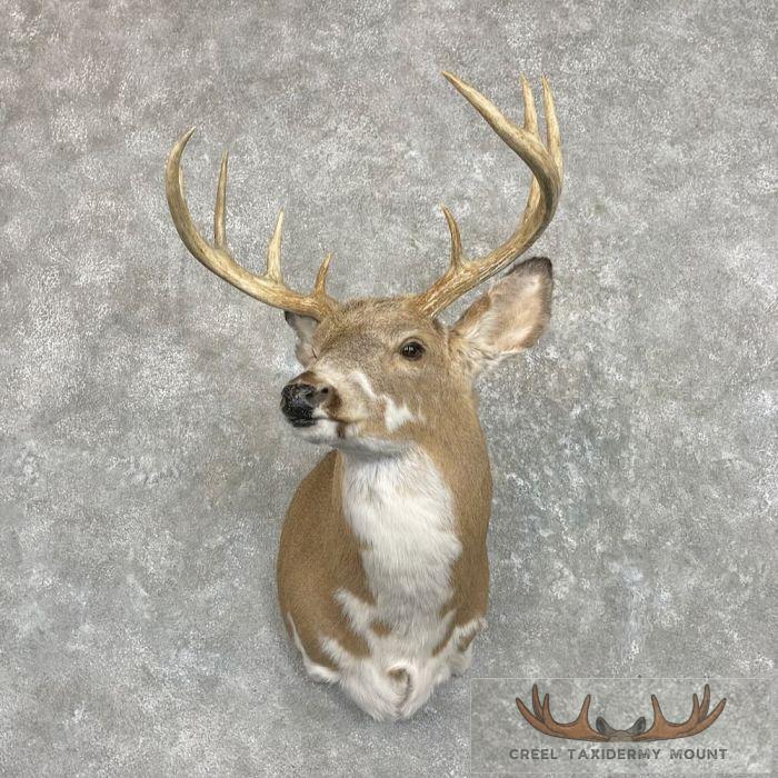 Piebald Whitetail Deer Shoulder Taxidermy Mount For Sale