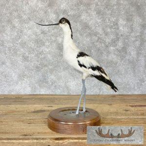 Pied Avocet Taxidermy Bird Mount Taxidermy