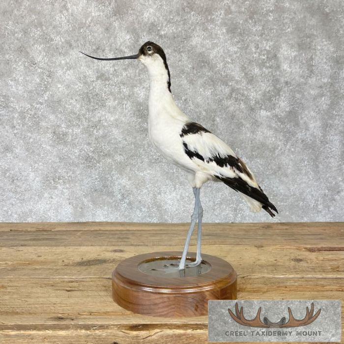 Pied Avocet Taxidermy Bird Mount For Sale