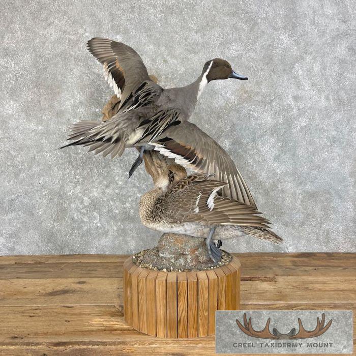 Pintail Duck Pair Taxidermy Mount For Sale
