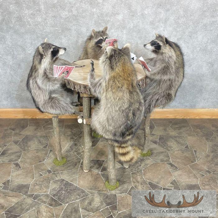 Poker Raccoons Novelty Taxidermy Mount For Sale