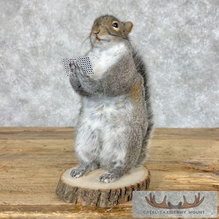 Poker Squirrel Novelty Taxidermy Mount For Sale