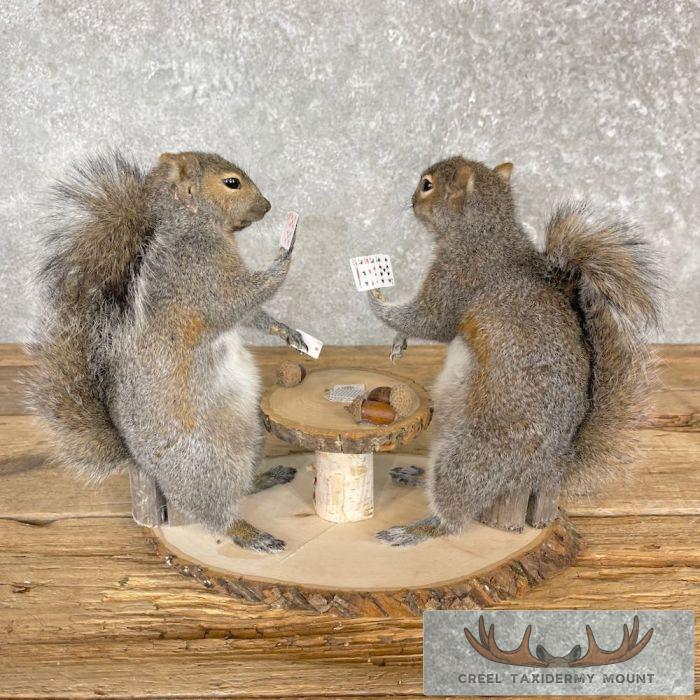 Poker Squirrels Novelty Taxidermy Mount For Sale