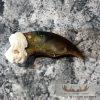 Authentic Polar Bear Claw Taxidermy For Sale