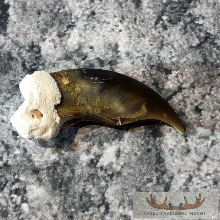 Authentic Polar Bear Claw Taxidermy For Sale