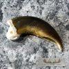 Authentic Polar Bear Claw Taxidermy For Sale