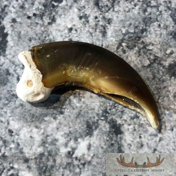 Authentic Polar Bear Claw Taxidermy For Sale