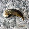 Authentic Polar Bear Claw Taxidermy For Sale