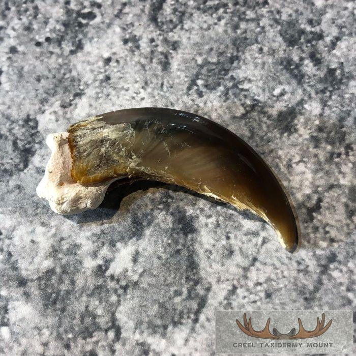 Authentic Polar Bear Claw Taxidermy For Sale