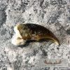 Authentic Polar Bear Claw Taxidermy For Sale