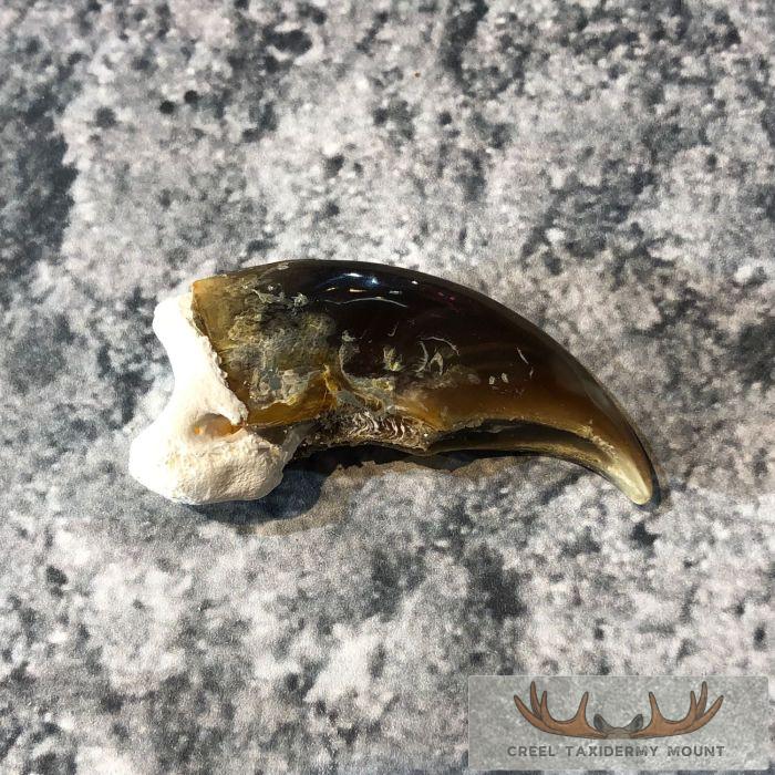 Authentic Polar Bear Claw Taxidermy For Sale