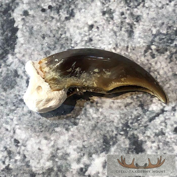 Authentic Polar Bear Claw Taxidermy For Sale