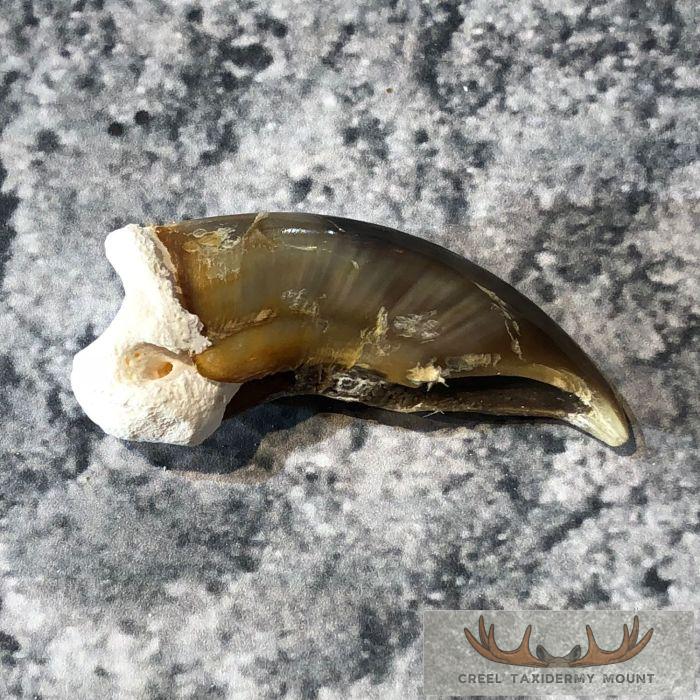 Authentic Polar Bear Claw Taxidermy For Sale