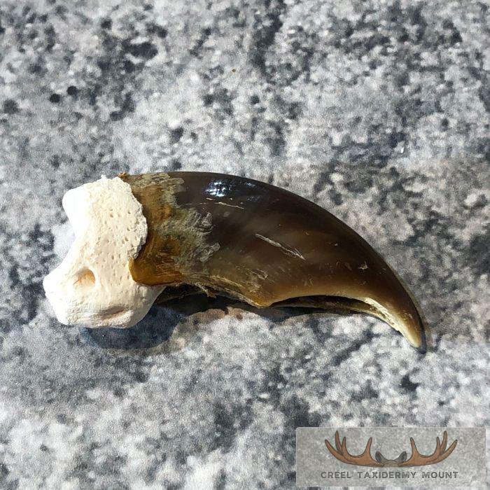 Authentic Polar Bear Claw Taxidermy For Sale