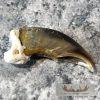 Authentic Polar Bear Claw Taxidermy For Sale