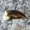 Authentic Polar Bear Claw Taxidermy For Sale