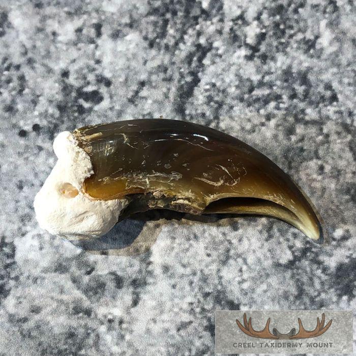 Authentic Polar Bear Claw Taxidermy For Sale