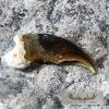 Authentic Polar Bear Claw Taxidermy For Sale