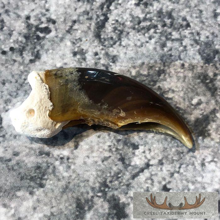 Authentic Polar Bear Claw Taxidermy For Sale