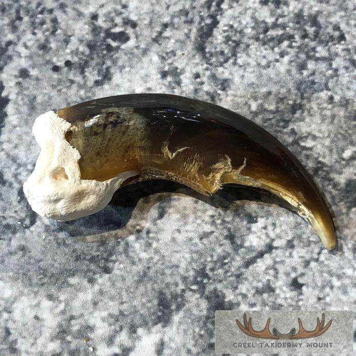 Authentic Polar Bear Claw Taxidermy For Sale