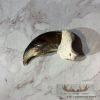 Authentic Polar Bear Claw Taxidermy For Sale
