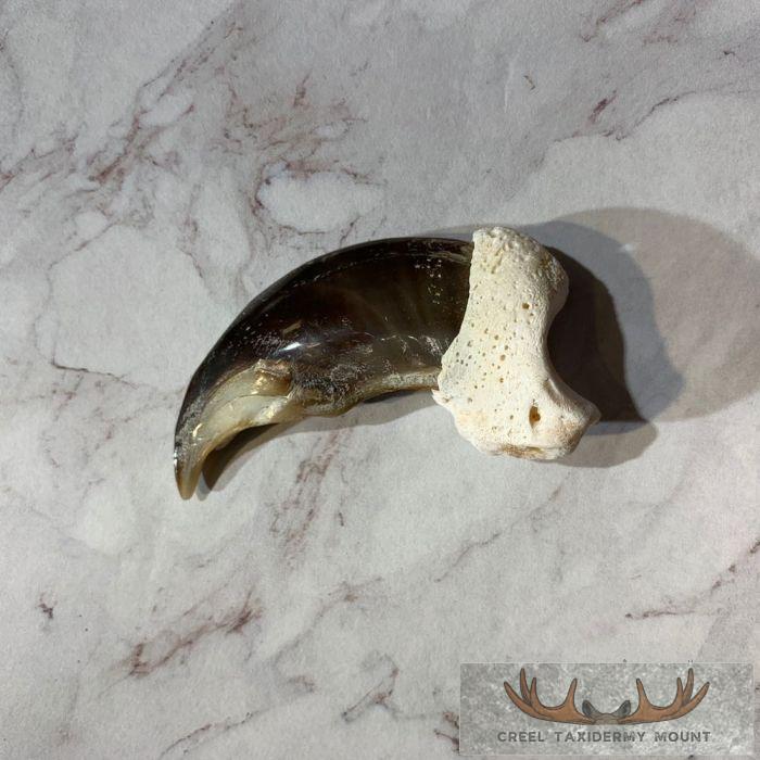 Authentic Polar Bear Claw Taxidermy For Sale
