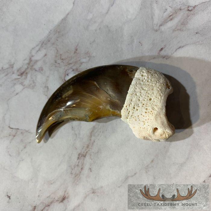 Authentic Polar Bear Claw Taxidermy For Sale