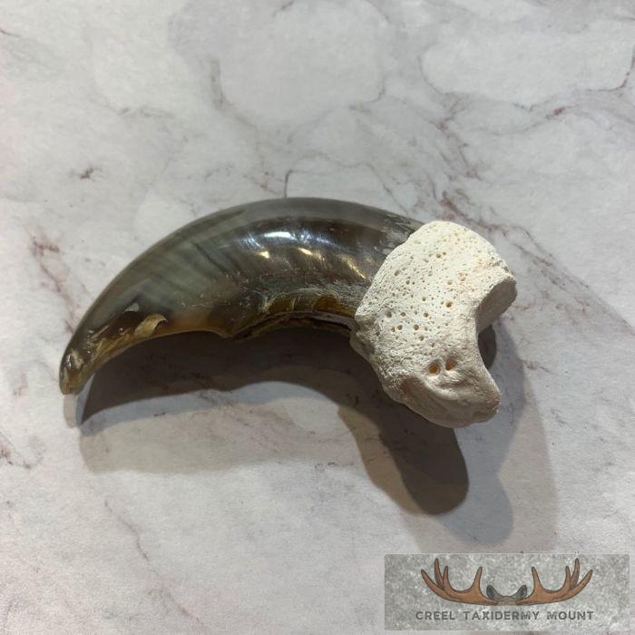 Authentic Polar Bear Claw Taxidermy For Sale
