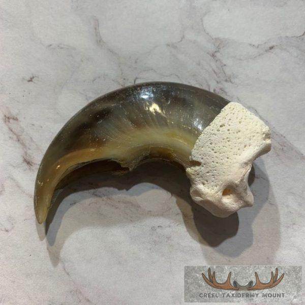 Authentic Polar Bear Claw Taxidermy For Sale