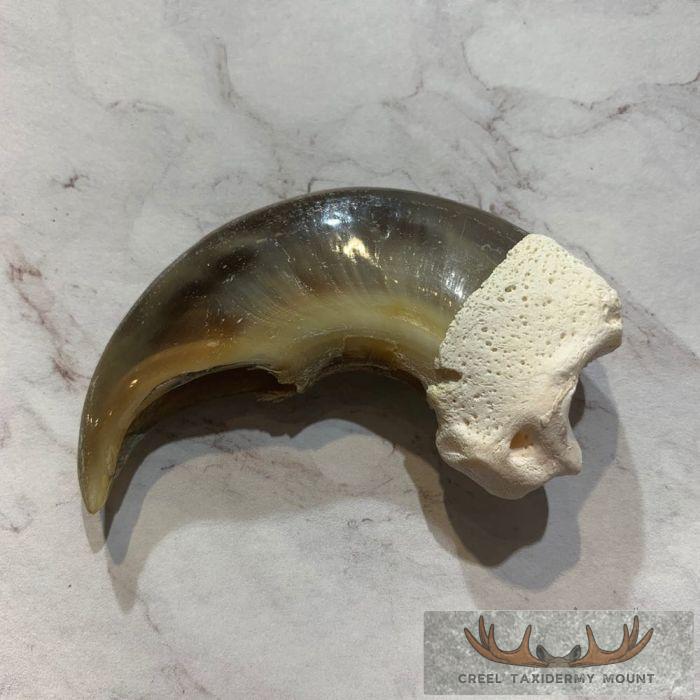 Authentic Polar Bear Claw Taxidermy For Sale Creel Taxidermy authentic-polar-bear-claw-taxidermy-for-sale-creel-taxidermy